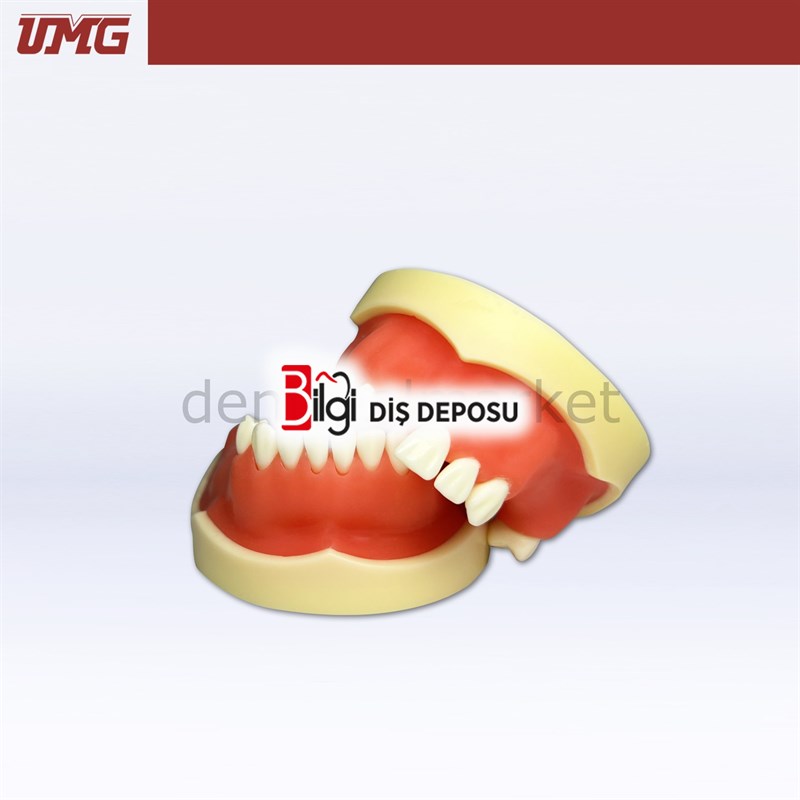 İmplant Uygulama Eğitim Modeli - UM-Z2026