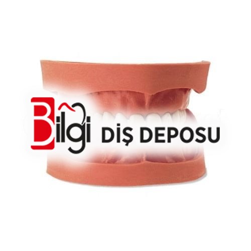 Model Diş LJ V16 Alt Çene