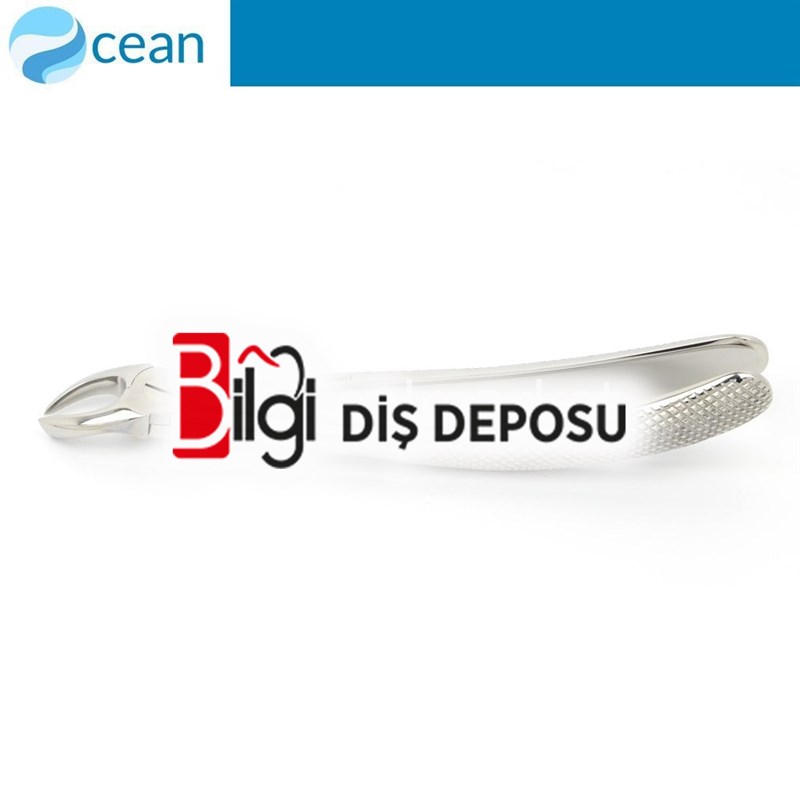 Yetişkin Davye #89 Üst Sağ Molar Dişler